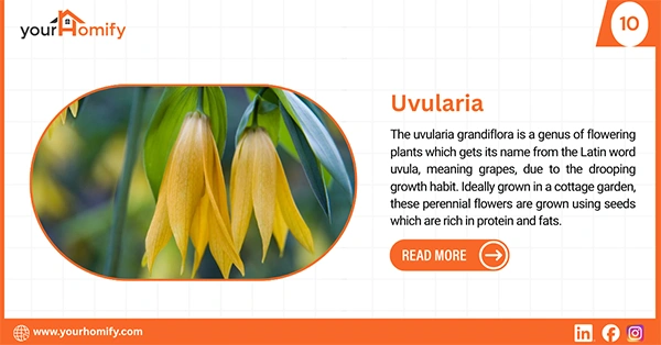 Uvularia