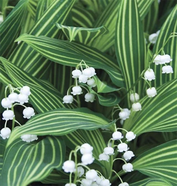 Variegated Lily
