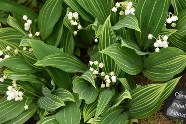 Variegated Lily of the Valley