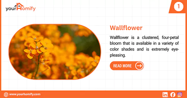 Wallflower