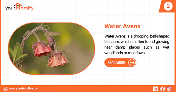 Water Avens