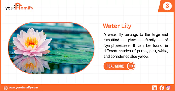 Water Lily