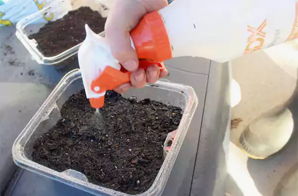 Water the seeds gently