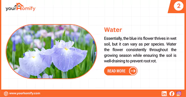 Watering blue iris