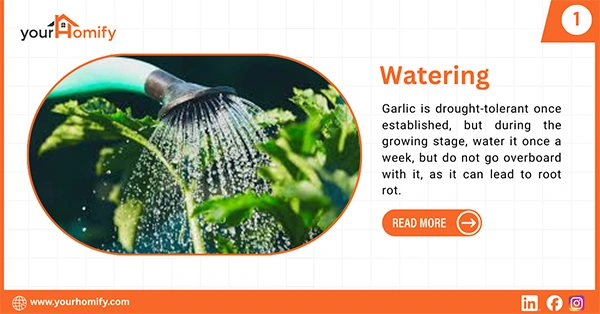 Watering garlic