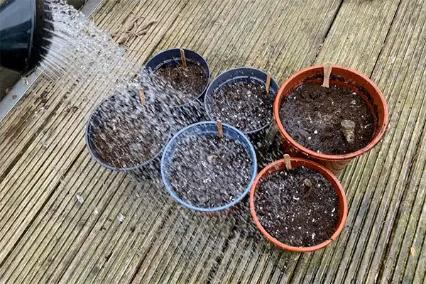 Watering the tubers
