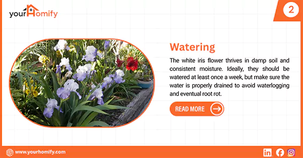 Watering white iris