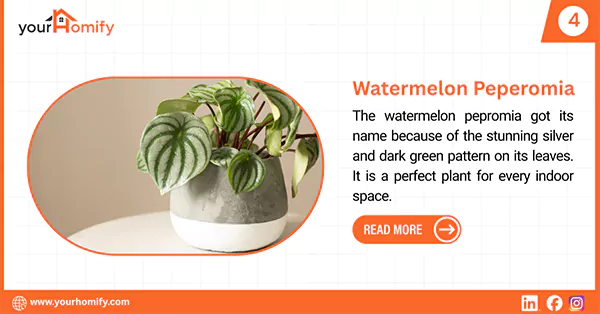 Watermelon Peperomia