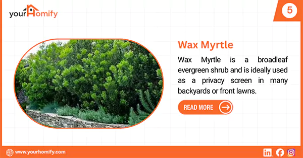 Wax Myrtle