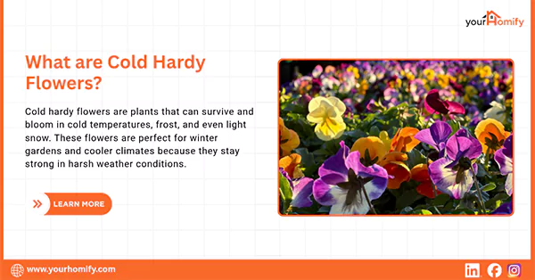 What are Cold Hardy Flowers