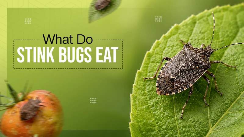What do Stink Bugs Eat