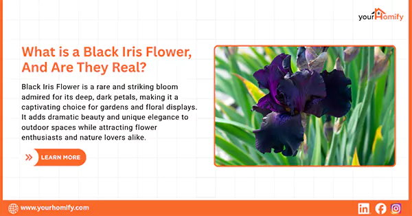 What is a Black Iris Flower