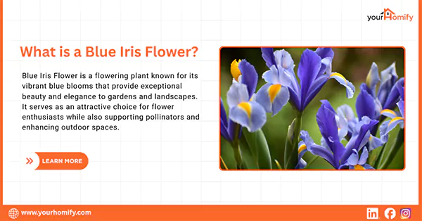 What is a Blue Iris Flower