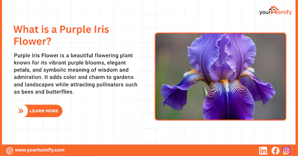 What is a Purple Iris Flower