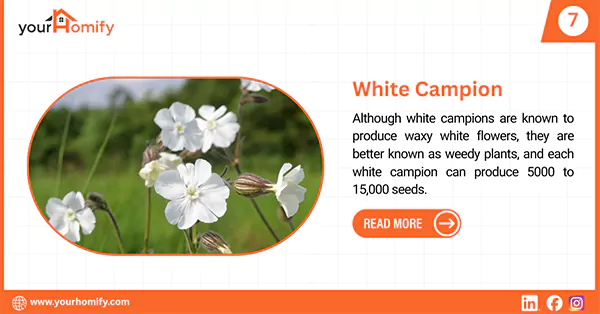 White Campion