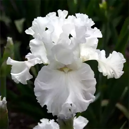 White Iris Flower