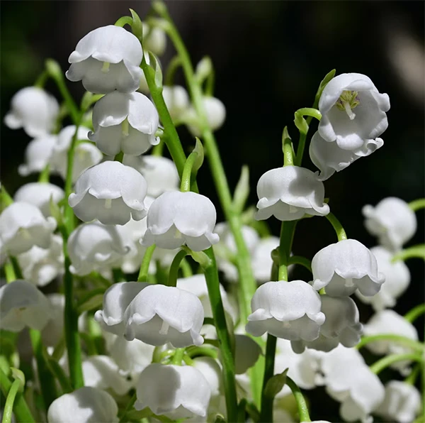 White Lily of the Valley