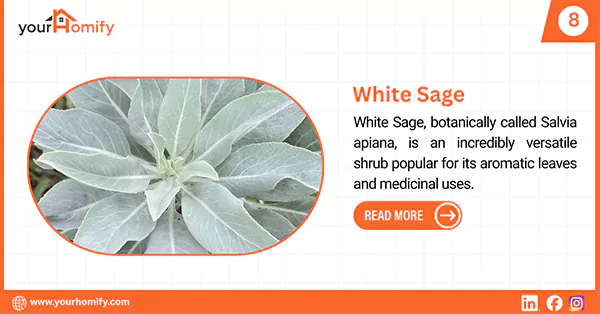 White Sage