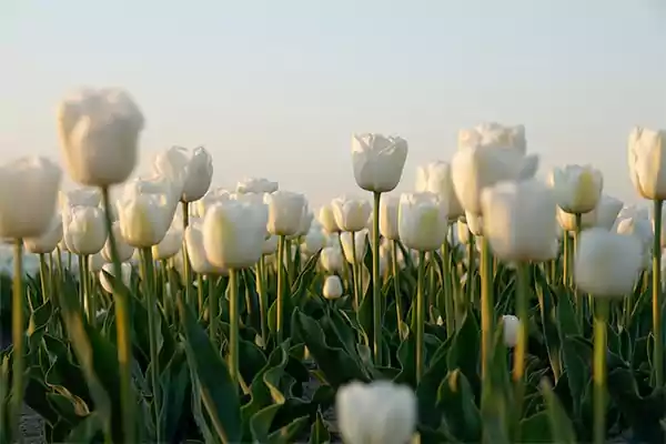 White Tulips