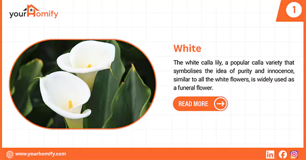 White calla lily