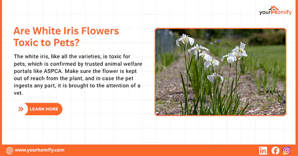 White iris for pets