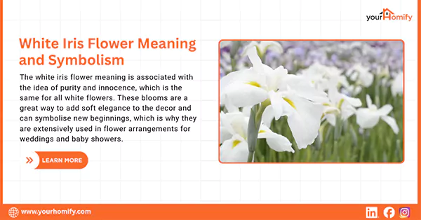 White iris meaning
