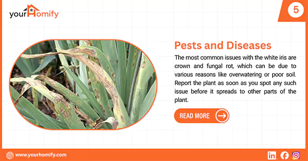 White iris pets and diseases