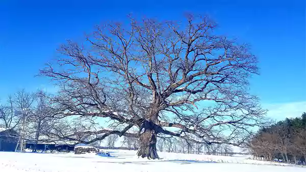 White oak tree