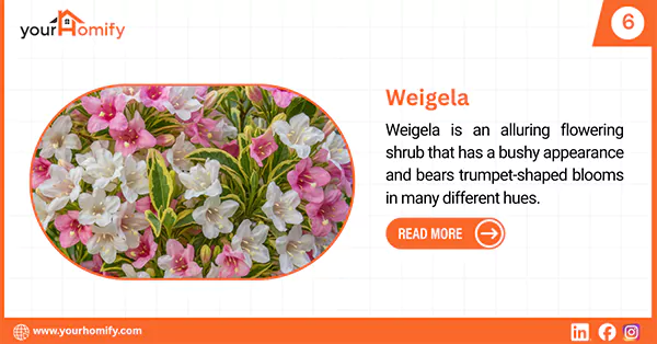 Wiegela