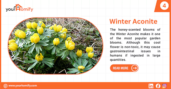 Winter Aconite