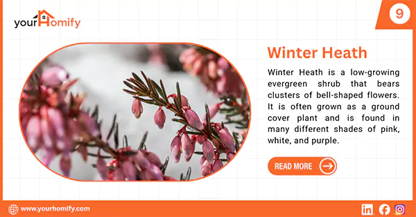 Winter Heath