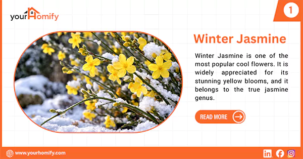 Winter Jasmine
