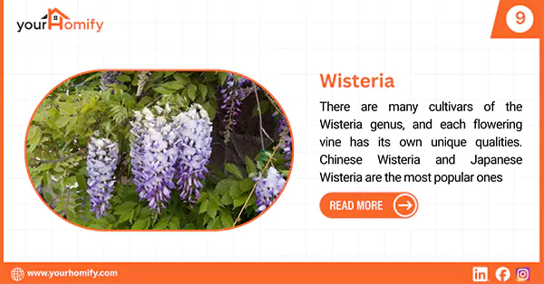Wisteria