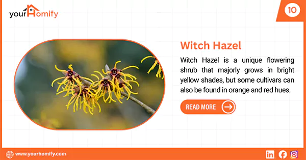 Witch Hazel