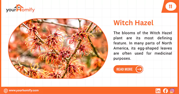 Witch Hazel