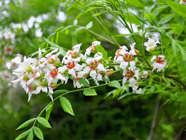 Xanthoceras sorbifolium