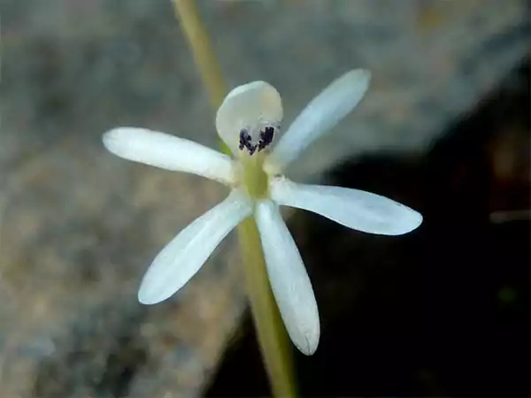 Xenoscapa