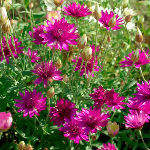 Xeranthemum