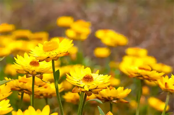 Xerochrysum