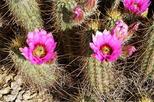 Xerophytic Cactus Flower
