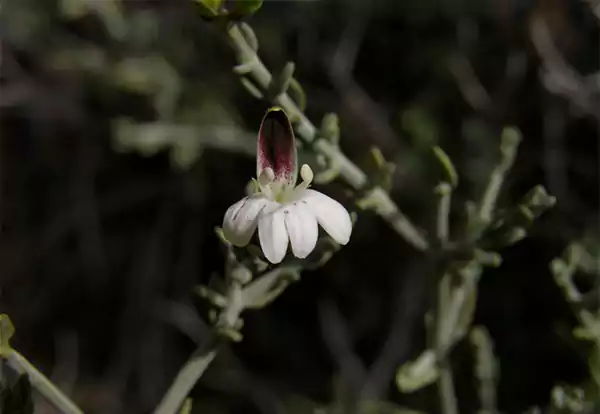 Xerothamnella