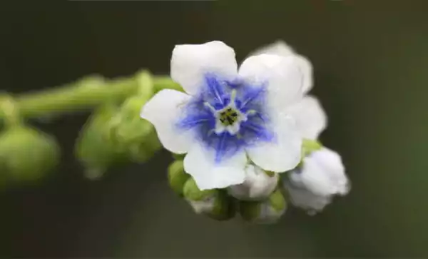 Xiphosandra
