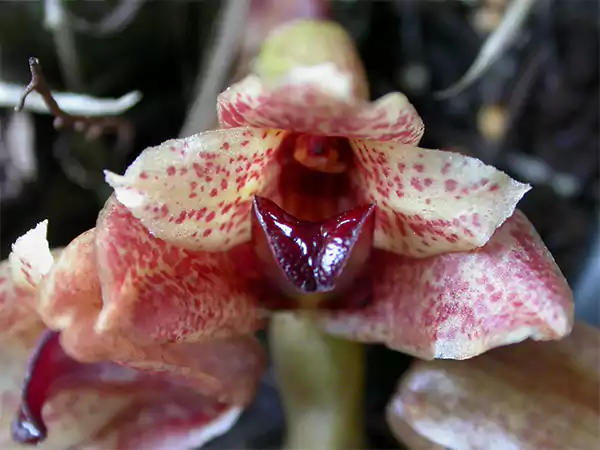 Xylobium Colleyi