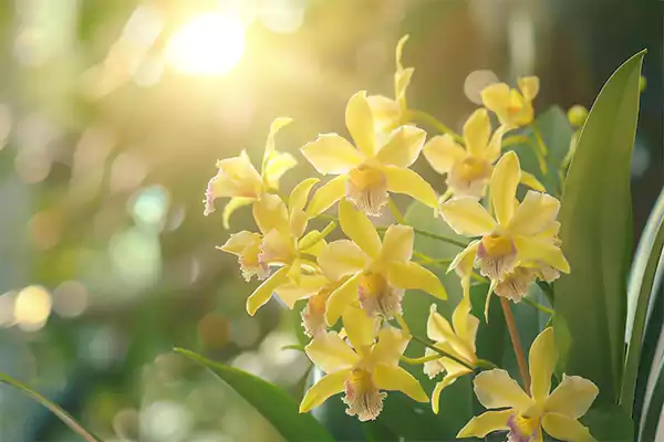 Xylobium Orchid
