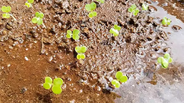 Yalla Choy seeds germinating