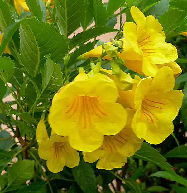 Yellow Bell
