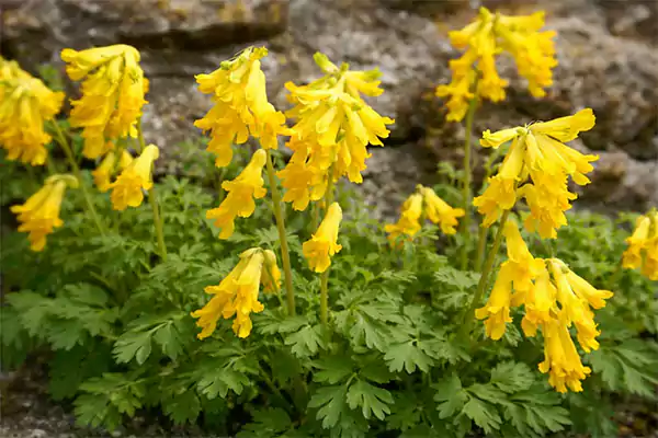 Yellow Corydalis