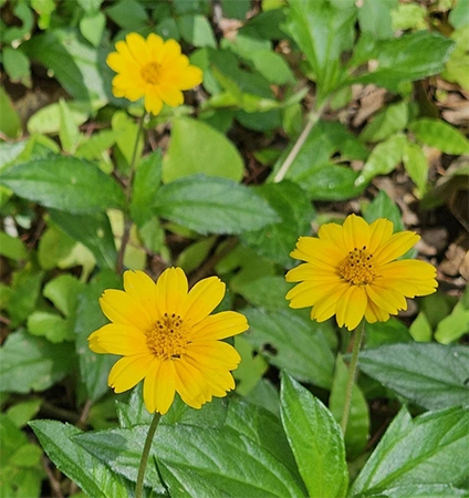 Yellow Daisy
