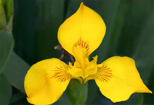 Yellow Iris Flower
