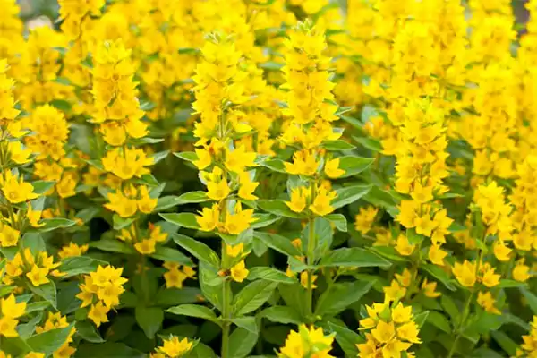 Yellow Loosestrife